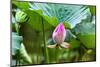 Pink Lotus Bud Lily Pads Close-Up Lotus Pond Temple of the Sun, Beijing, China-William Perry-Mounted Photographic Print