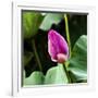 Pink Lotus Bud Lily Pads Close-Up Lotus Pond Temple of the Sun, Beijing, China-William Perry-Framed Photographic Print