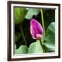 Pink Lotus Bud Lily Pads Close-Up Lotus Pond Temple of the Sun, Beijing, China-William Perry-Framed Photographic Print