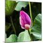 Pink Lotus Bud Lily Pads Close-Up Lotus Pond Temple of the Sun, Beijing, China-William Perry-Mounted Photographic Print