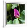 Pink Lotus Bud Lily Pads Close-Up Lotus Pond Temple of the Sun, Beijing, China-William Perry-Framed Photographic Print