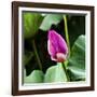 Pink Lotus Bud Lily Pads Close-Up Lotus Pond Temple of the Sun, Beijing, China-William Perry-Framed Photographic Print