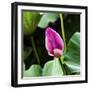 Pink Lotus Bud Lily Pads Close-Up Lotus Pond Temple of the Sun, Beijing, China-William Perry-Framed Photographic Print