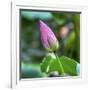 Pink Lotus Bud Lily Pads Close-Up Lotus Pond Temple of the Sun, Beijing, China-William Perry-Framed Photographic Print