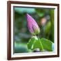 Pink Lotus Bud Lily Pads Close-Up Lotus Pond Temple of the Sun, Beijing, China-William Perry-Framed Photographic Print