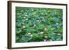 Pink Lotus Flower Beautiful Lotus-kenny001-Framed Photographic Print