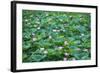 Pink Lotus Flower Beautiful Lotus-kenny001-Framed Photographic Print