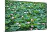 Pink Lotus Flower Beautiful Lotus-kenny001-Mounted Photographic Print