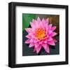 Pink Lotus Flower in Pond-null-Framed Art Print