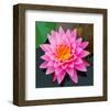 Pink Lotus Flower in Pond-null-Framed Art Print