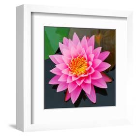 Pink Lotus Flower in Pond-null-Framed Art Print