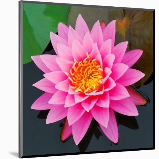 Pink Lotus Flower in Pond-null-Mounted Art Print