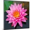 Pink Lotus Flower in Pond-null-Mounted Art Print