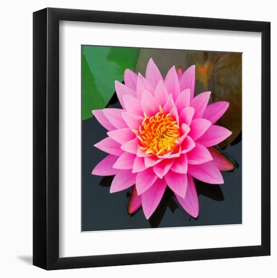 Pink Lotus Flower in Pond-null-Framed Art Print