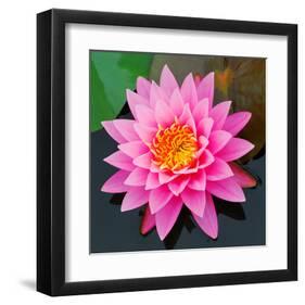 Pink Lotus Flower in Pond-null-Framed Art Print