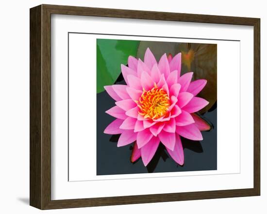 Pink Lotus Flower in Pond-null-Framed Art Print