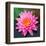 Pink Lotus Flower in Pond-null-Framed Art Print