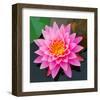 Pink Lotus Flower in Pond-null-Framed Art Print