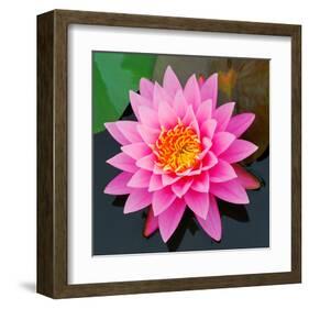 Pink Lotus Flower in Pond-null-Framed Art Print