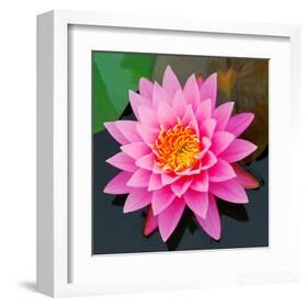 Pink Lotus Flower in Pond-null-Framed Art Print