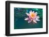 Pink Lotus Flower in Pond-null-Framed Art Print