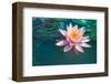 Pink Lotus Flower in Pond-null-Framed Art Print