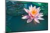 Pink Lotus Flower in Pond-null-Mounted Art Print