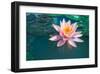 Pink Lotus Flower in Pond-null-Framed Art Print