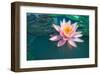 Pink Lotus Flower in Pond-null-Framed Art Print