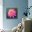 Pink Lotus Flower in Pond-null-Stretched Canvas displayed on a wall