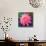 Pink Lotus Flower in Pond-null-Stretched Canvas displayed on a wall