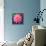 Pink Lotus Flower in Pond-null-Stretched Canvas displayed on a wall