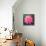 Pink Lotus Flower in Pond-null-Stretched Canvas displayed on a wall