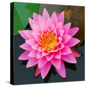 Pink Lotus Flower in Pond-null-Stretched Canvas