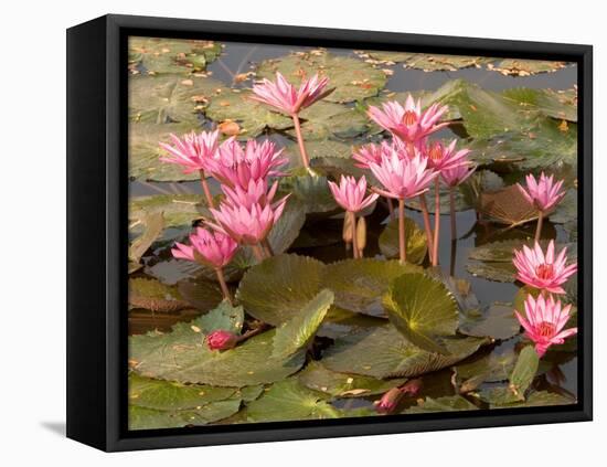 Pink Lotus Flower in the Morning Light, Thailand-Gavriel Jecan-Framed Stretched Canvas