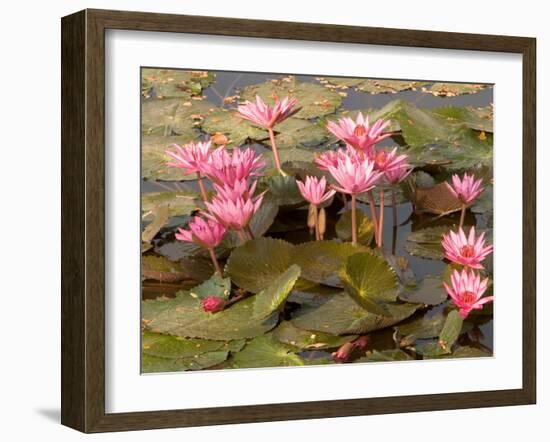 Pink Lotus Flower in the Morning Light, Thailand-Gavriel Jecan-Framed Premium Photographic Print