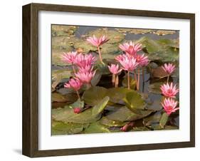 Pink Lotus Flower in the Morning Light, Thailand-Gavriel Jecan-Framed Premium Photographic Print