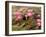 Pink Lotus Flower in the Morning Light, Thailand-Gavriel Jecan-Framed Premium Photographic Print