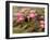 Pink Lotus Flower in the Morning Light, Thailand-Gavriel Jecan-Framed Premium Photographic Print