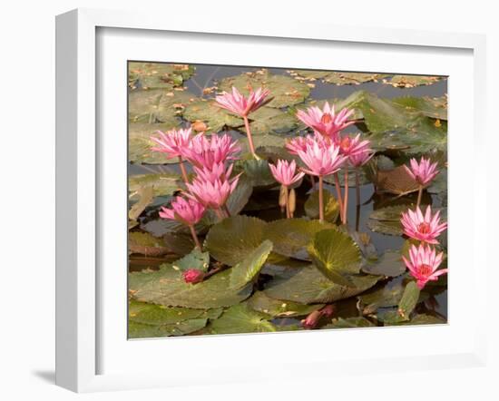 Pink Lotus Flower in the Morning Light, Thailand-Gavriel Jecan-Framed Premium Photographic Print