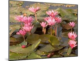 Pink Lotus Flower in the Morning Light, Thailand-Gavriel Jecan-Mounted Premium Photographic Print