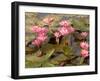 Pink Lotus Flower in the Morning Light, Thailand-Gavriel Jecan-Framed Photographic Print