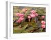 Pink Lotus Flower in the Morning Light, Thailand-Gavriel Jecan-Framed Photographic Print