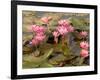 Pink Lotus Flower in the Morning Light, Thailand-Gavriel Jecan-Framed Photographic Print