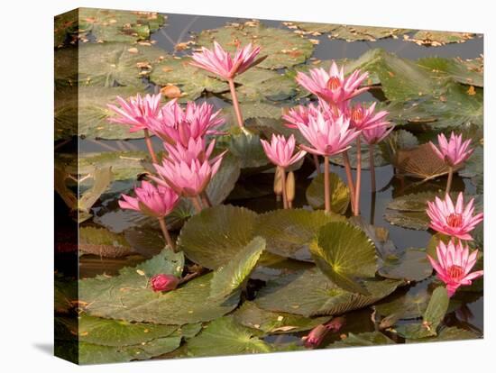 Pink Lotus Flower in the Morning Light, Thailand-Gavriel Jecan-Stretched Canvas
