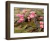 Pink Lotus Flower in the Morning Light, Thailand-Gavriel Jecan-Framed Photographic Print