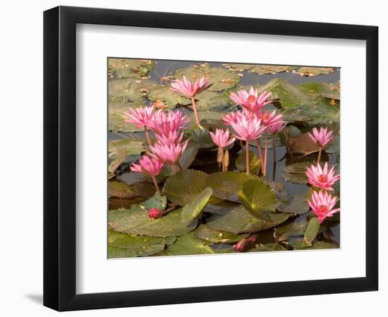 Pink Lotus Flower in the Morning Light, Thailand-Gavriel Jecan-Framed Photographic Print