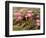 Pink Lotus Flower in the Morning Light, Thailand-Gavriel Jecan-Framed Photographic Print