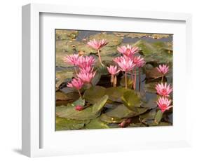 Pink Lotus Flower in the Morning Light, Thailand-Gavriel Jecan-Framed Photographic Print