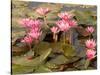 Pink Lotus Flower in the Morning Light, Thailand-Gavriel Jecan-Stretched Canvas